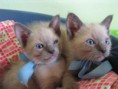 /album/fotogalerie-vorherige-kitten/a2-jungen-innsbruck-jpg/